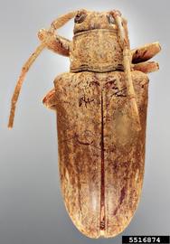  Sternycha approximata , holotype specimen; © E.H. Nearns